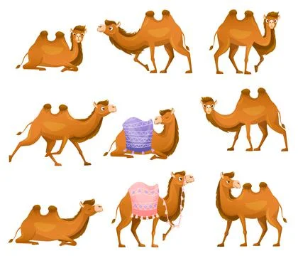 Brown Camel as Even-toed Ungulate Desert Animal in Different Pose Vector Set Stock Illustration