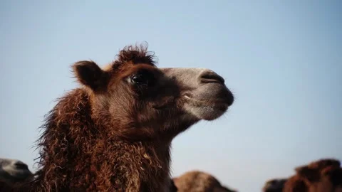 Brown camel looking up against clear blue sky 動画素材 347594724
