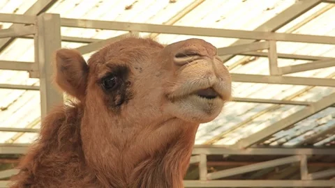 Brown camel looking around, close-up view. Stock Footage 306989930