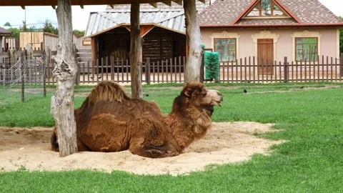 A brown camel with one hump lying down in a sandy area under a rustic wooden Stock Footage 336965419