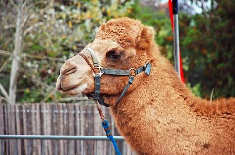 Brown camel Stock Photos