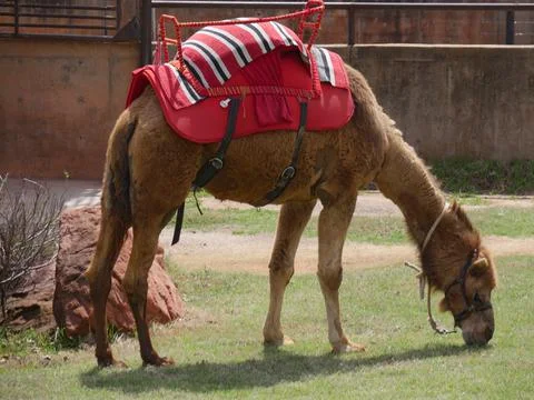 Brown camel with a saddle grazing in the patch of grass 스톡 사진