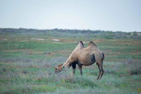 A brown camel walks and eats in the steppe Stock Photos