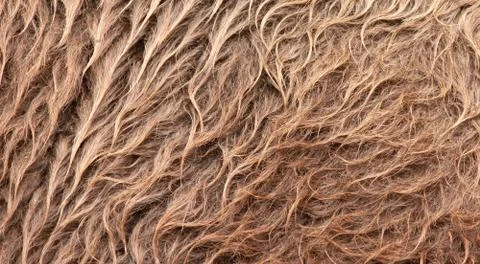 Brown camel wool Stock Photos