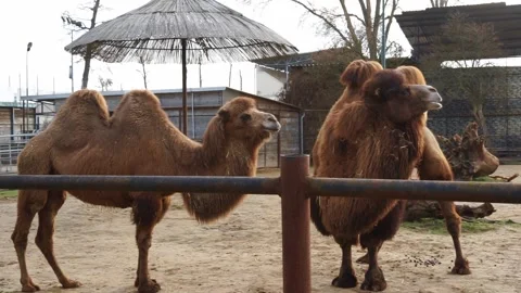 Brown camels in the zoo Stock Footage 259353630