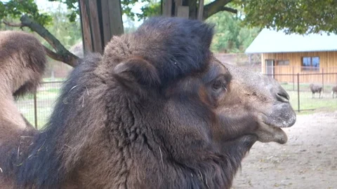 Brown camels in the Zoo Stock Footage 290958245