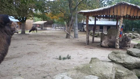 Brown camels in the Zoo Stock Footage 290958433