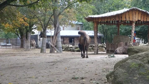 Brown camels in the Zoo Stock Footage 290958657