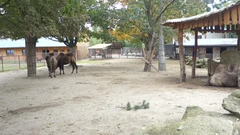 Brown camels in the Zoo Stock Footage 290959393