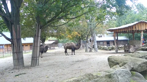Brown camels in the Zoo Stock Footage 290960208