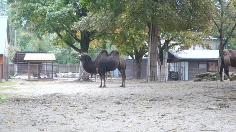 Brown camels in the Zoo Stock Footage 290960937