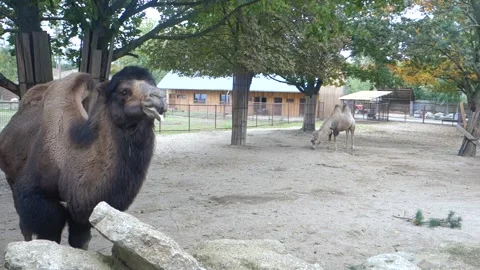 Brown camels in the Zoo Stock Footage 290962848