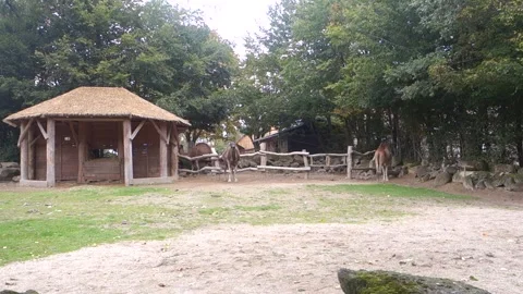 Brown camels in the Zoo Stock Footage 290964584