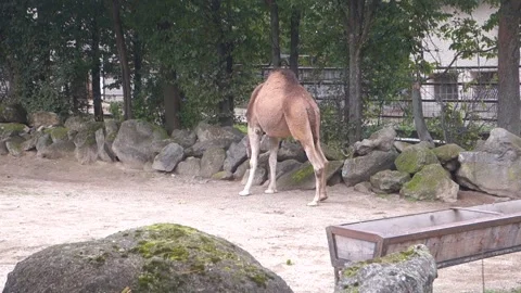 Brown camels in the Zoo Stock Footage 290966567