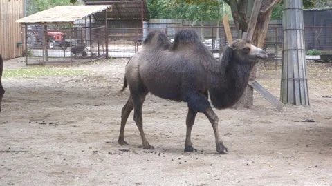 Brown camels in the Zoo Stock Footage 290968559