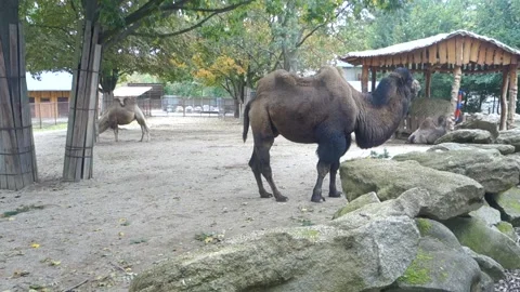 Brown camels in the Zoo Stock Footage 290969820
