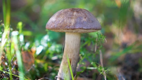 Brown cap boletus in a birch grove. Stock Footage 139099809