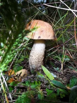 Brown cap boletus, forest Stock Photos