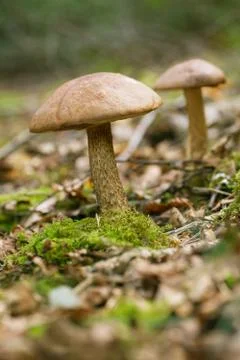 Brown cap boletus in a forest scene Stock Photos