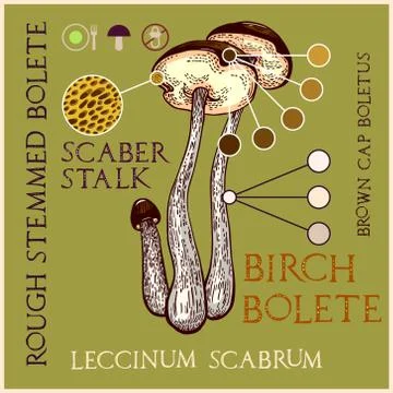 Brown-cap boletus Stock Illustration