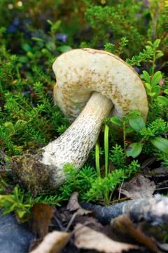 Brown cap boletus Stock Photos
