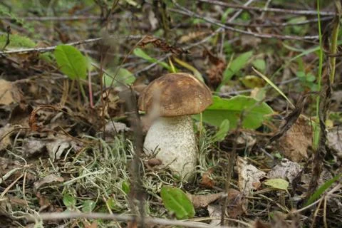 Brown cap boletus Stock Photos