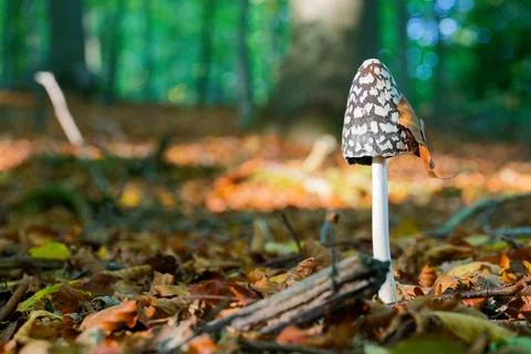 Brown cap mushroom with pale stem bending like a bell Stock Photos