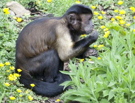 Brown Capchin Monkey Stock Photos
