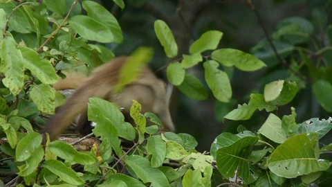 Brown Capuchin, cebus play fighting Stock Footage 86210023