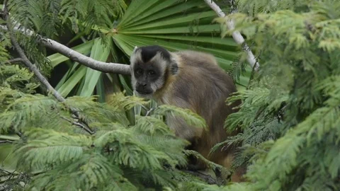 Brown Capuchin, cebus scratching 스톡 동영상 86210067