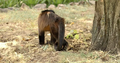 Brown Capuchin Monkey Around Tree Trunk Stock Footage 255977901
