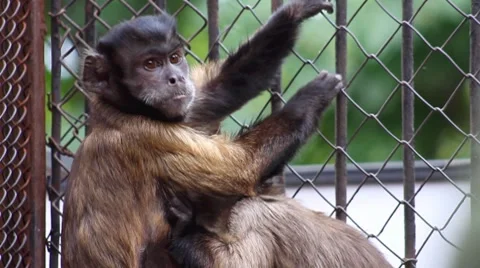 Brown capuchin monkey with baby Video stock 8621600