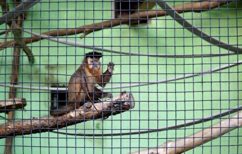 Brown capuchin monkey in case giving hi-five. Sapajus nigritus posing.  Stock Photos