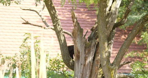 Brown Capuchin Monkey Descending from a Tree Stock Footage 255948469