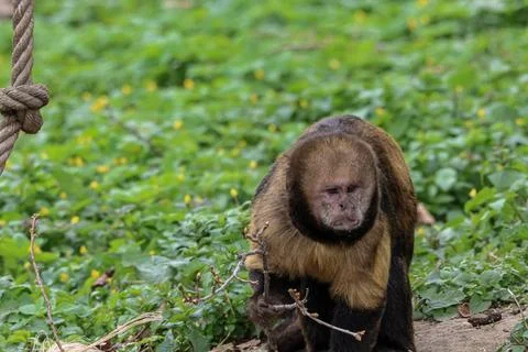 Brown capuchin monkey with distinctive fur pattern in lush green foliage 库存照片
