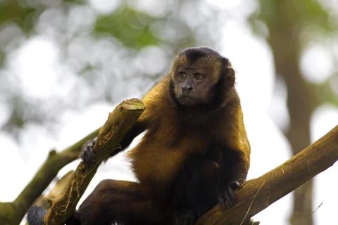 Brown Capuchin Monkey Stock Photos
