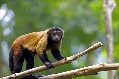 Brown Capuchin Monkey Stock Photos