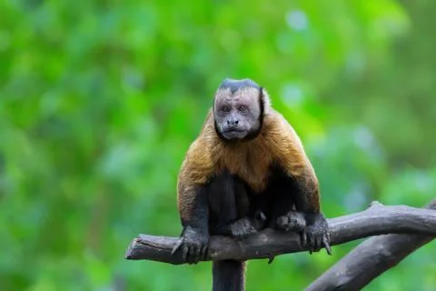 Brown Capuchin monkey Stock Photos