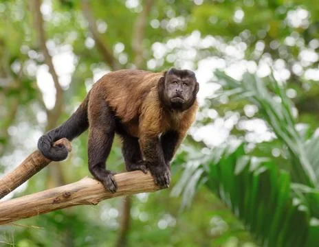 Brown capuchin monkey Stock Photos