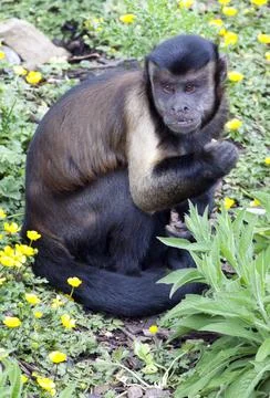 Brown Capuchin Monkey Stock Photos