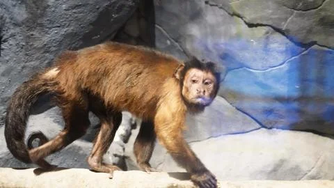 Brown Capuchin Monkey Portrait Walking in Enclosure Stock Photos