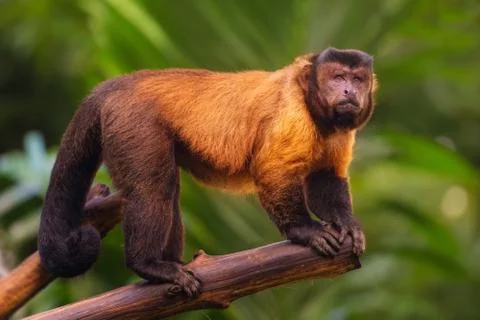 Brown capuchin monkey sitting among the trees Foto stock