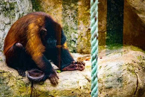 Brown capuchin monkey sitting inside a mountain zoo enclosure looking thoug.. Foto stock