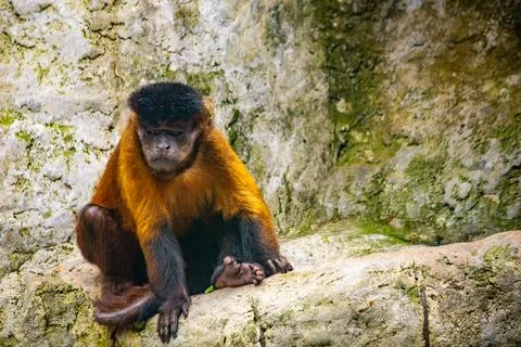 Brown capuchin monkey sitting inside a mountain zoo enclosure looking thoug.. Stock Photos