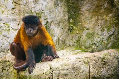 Brown capuchin monkey sitting inside a mountain zoo enclosure looking thoug.. Stock Photos