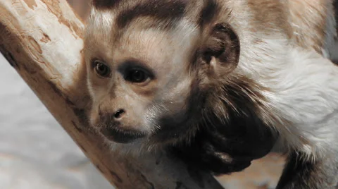 Brown Capuchin. Monkey stares into the distance Stock Footage 68314232
