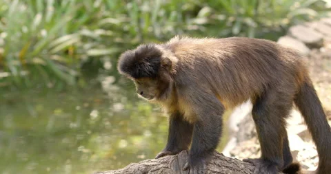 Brown Capuchin Monkey on Tree Branch Stock-Footage 255839213