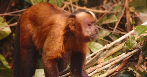 Brown capuchin monkey walking through jungle foliage Video stock 325766049