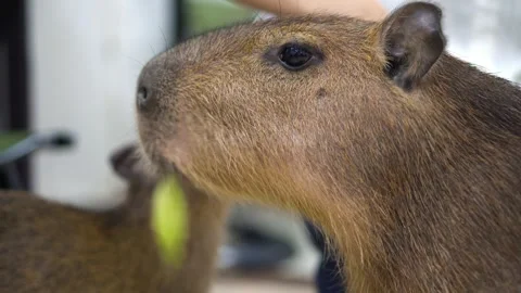 A brown capybara is eating a stalk of celery Vídeo Stock 340771191