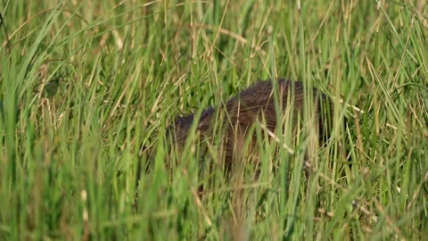Brown Capybara Moving Quietly in Dense Wetland Reeds Vidéo 337977052